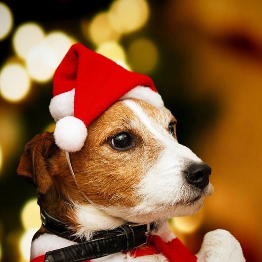 Christmas Pet Santa Hat Red Pl - Santa Hat Plush review and price