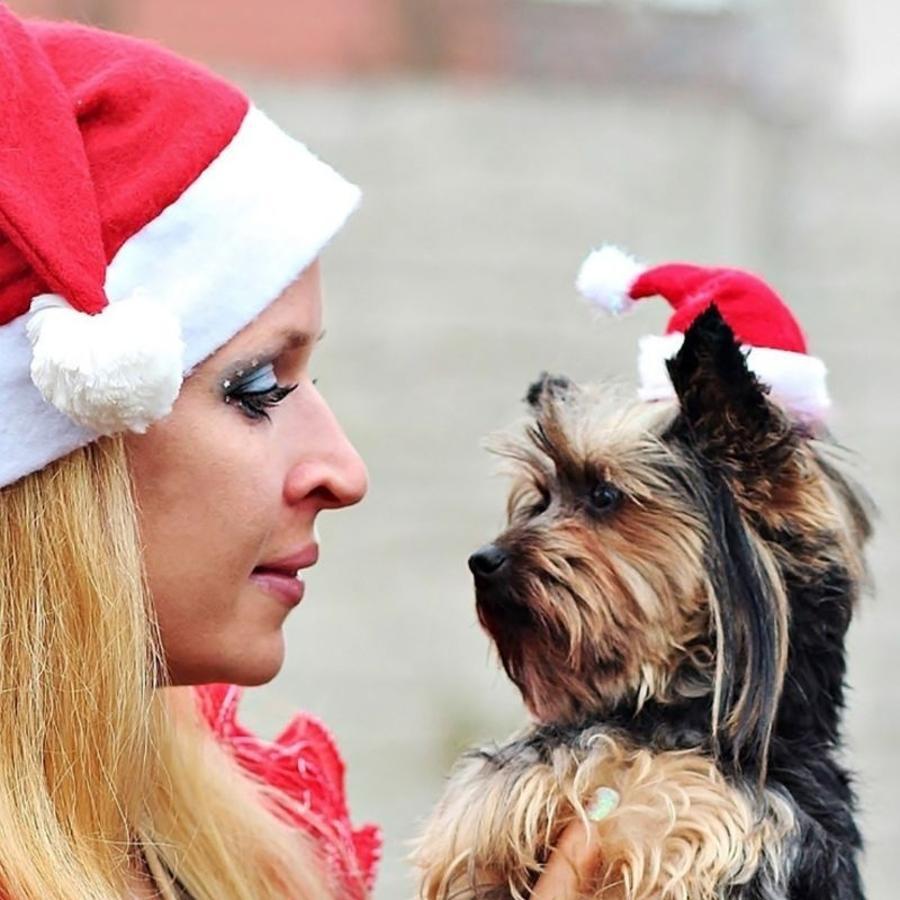 Christmas Pet Santa Hat Red Pl - Santa Hat Plush review and price